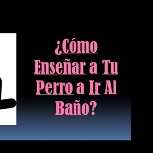 ¿Cómo enseñar a tu perro a ir al baño?. 