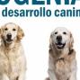 Ontogenia Canina. 